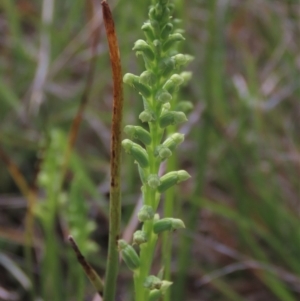 Microtis sp. at Bredbo, NSW - 16 Nov 2021