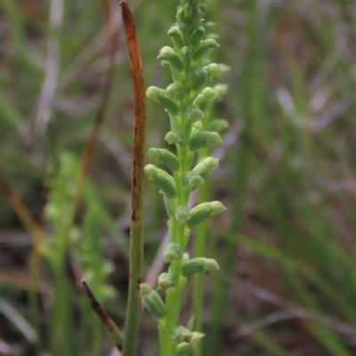 Microtis sp. (Onion Orchid) at Bredbo, NSW - 16 Nov 2021 by AndyRoo