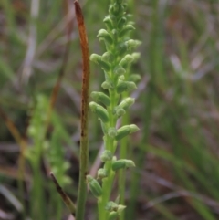 Microtis sp. (Onion Orchid) at Bredbo, NSW - 16 Nov 2021 by AndyRoo