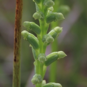 Microtis sp. at Bredbo, NSW - 16 Nov 2021