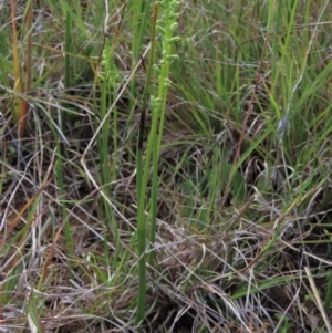 Microtis sp. at Bredbo, NSW - 16 Nov 2021