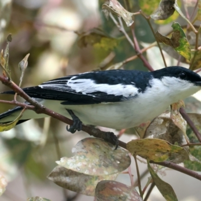 Lalage tricolor (White-winged Triller) at Mount Ainslie - 16 Nov 2021 by jb2602