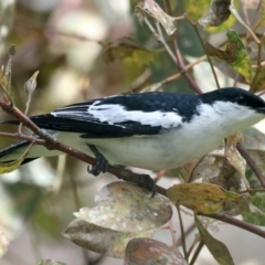 Lalage tricolor (White-winged Triller) at Pialligo, ACT - 16 Nov 2021 by jbromilow50