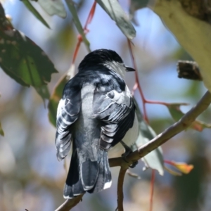 Lalage tricolor at Pialligo, ACT - 17 Nov 2021 10:44 AM