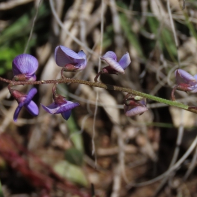 Swainsona monticola (Notched Swainson-Pea) at Bredbo, NSW - 16 Nov 2021 by AndyRoo
