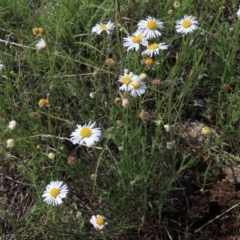 Brachyscome dentata (Lobe-Seed Daisy) at Bredbo, NSW - 16 Nov 2021 by AndyRoo