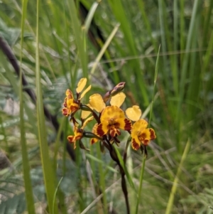 Diuris semilunulata at Tennent, ACT - 18 Nov 2021