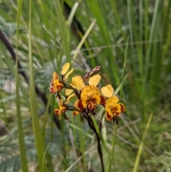 Diuris semilunulata (Late Leopard Orchid) at Tennent, ACT - 17 Nov 2021 by WalterEgo