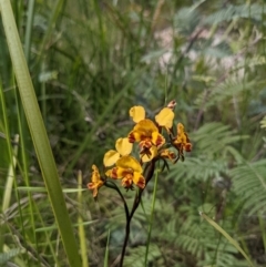 Diuris semilunulata at Tennent, ACT - 18 Nov 2021