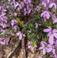 Tetratheca bauerifolia (Heath Pink-bells) at Tennent, ACT - 18 Nov 2021 by WalterEgo
