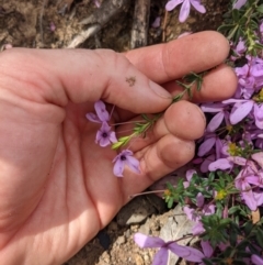 Tetratheca bauerifolia at Tennent, ACT - 18 Nov 2021 10:46 AM