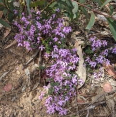 Tetratheca bauerifolia at Tennent, ACT - 18 Nov 2021