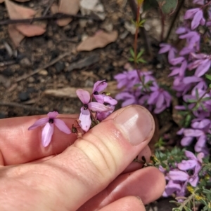 Tetratheca bauerifolia at Tennent, ACT - 18 Nov 2021 10:46 AM