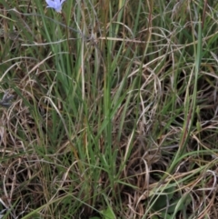 Wahlenbergia capillaris (Tufted Bluebell) at Bredbo, NSW - 16 Nov 2021 by AndyRoo
