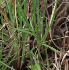 Wahlenbergia capillaris at Bredbo, NSW - 16 Nov 2021