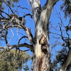Callocephalon fimbriatum (Gang-gang Cockatoo) at Dairymans Plains, NSW - 17 Nov 2021 by MichaelMulvaney