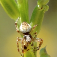 Unidentified Spider (Araneae) at Bowral - 18 Nov 2021 by Snowflake