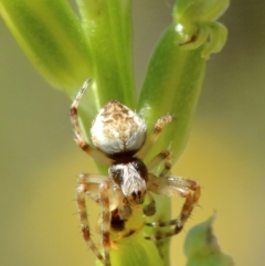 Salsa sp. (genus) (Orb-weaver) at Bowral, NSW - 18 Nov 2021 by Snowflake