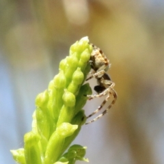 Salsa sp. (genus) at Bowral, NSW - 18 Nov 2021 11:18 AM