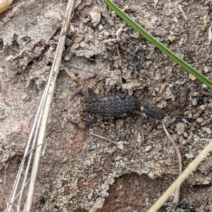 Lychas marmoreus at West Wodonga, VIC - 18 Nov 2021