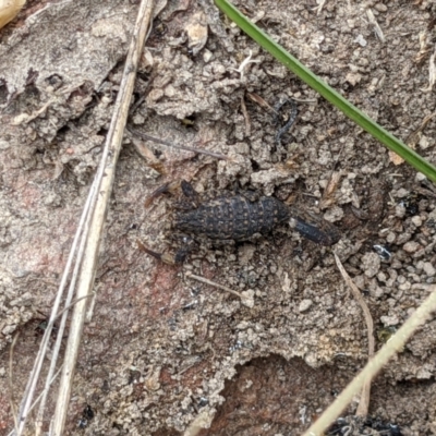 Lychas marmoreus (Little Marbled Scorpion) at West Wodonga, VIC - 18 Nov 2021 by ChrisAllen