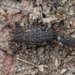 Lychas marmoreus at West Wodonga, VIC - 18 Nov 2021 02:01 PM