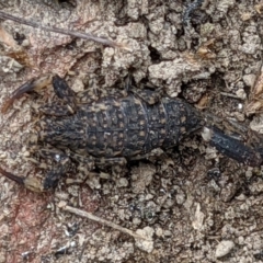 Lychas marmoreus at West Wodonga, VIC - 18 Nov 2021