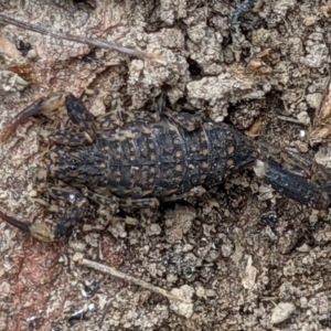 Lychas marmoreus at West Wodonga, VIC - 18 Nov 2021