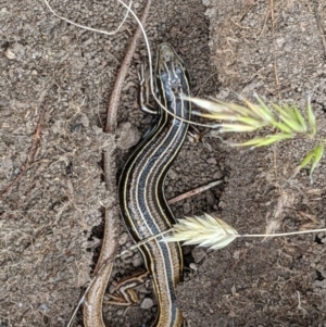 Ctenotus taeniolatus at West Wodonga, VIC - 18 Nov 2021 02:00 PM