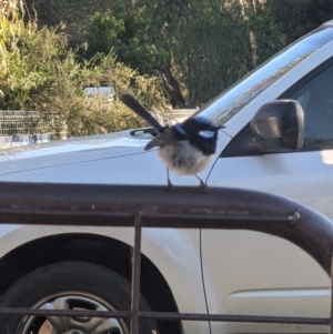 Malurus cyaneus at Gateway Island, VIC - 18 Nov 2021