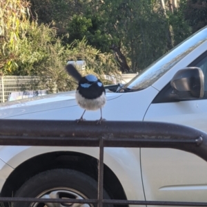 Malurus cyaneus at Gateway Island, VIC - 18 Nov 2021 07:27 AM