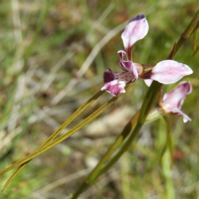 Diuris dendrobioides (Late Mauve Doubletail) by MatthewFrawley