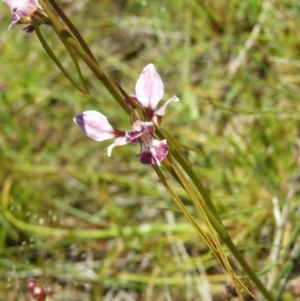 Diuris dendrobioides at suppressed - suppressed