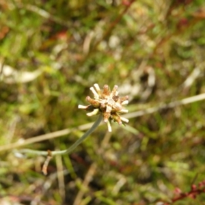 Euchiton involucratus at Kambah, ACT - 18 Nov 2021 12:12 PM