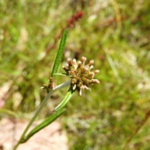 Euchiton involucratus at Kambah, ACT - 18 Nov 2021 12:12 PM