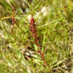 Haloragis heterophylla (Variable Raspwort) at Kambah, ACT - 18 Nov 2021 by MatthewFrawley