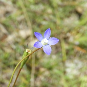 Wahlenbergia sp. at Kambah, ACT - 18 Nov 2021