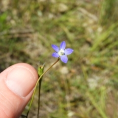 Wahlenbergia sp. at Kambah, ACT - 18 Nov 2021