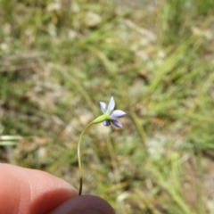 Wahlenbergia sp. at Kambah, ACT - 18 Nov 2021