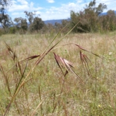 Themeda triandra (Kangaroo Grass) at Mount Taylor - 18 Nov 2021 by MatthewFrawley