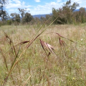 Themeda triandra at Kambah, ACT - 18 Nov 2021 12:23 PM