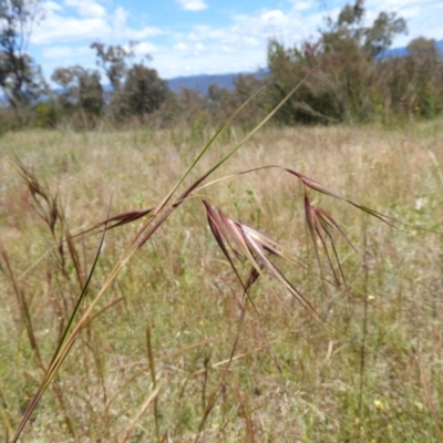 Themeda triandra (Kangaroo Grass) at Mount Taylor - 18 Nov 2021 by MatthewFrawley