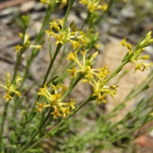 Pimelea curviflora at Kambah, ACT - 18 Nov 2021 12:28 PM