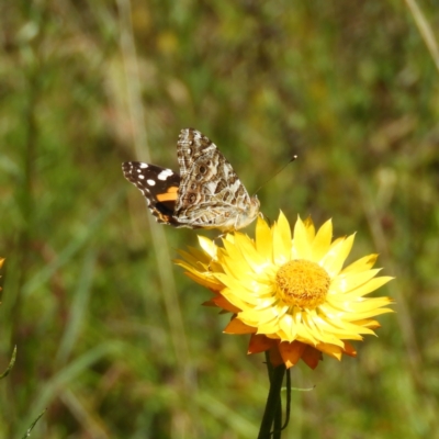 Vanessa kershawi (Australian Painted Lady) at Mount Taylor - 18 Nov 2021 by MatthewFrawley