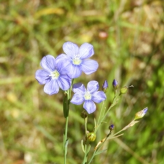 Linum marginale (Native Flax) at Kambah, ACT - 18 Nov 2021 by MatthewFrawley