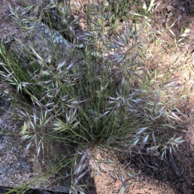 Rytidosperma sp. (Wallaby Grass) at Red Hill to Yarralumla Creek - 17 Nov 2021 by ruthkerruish