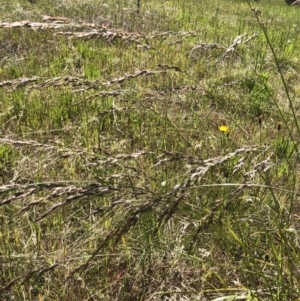 Lolium arundinaceum at Hughes, ACT - 17 Nov 2021