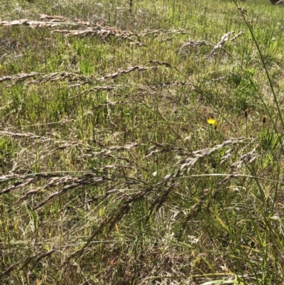 Festuca arundinacea (Tall Fescue) at Red Hill to Yarralumla Creek - 17 Nov 2021 by ruthkerruish