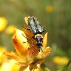Chauliognathus lugubris (Plague Soldier Beetle) at Kambah, ACT - 18 Nov 2021 by MatthewFrawley
