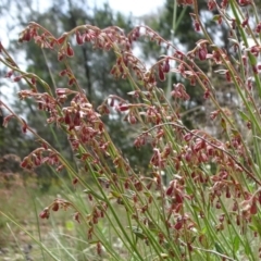 Haloragis heterophylla (Variable Raspwort) at Mount Ainslie - 11 Nov 2021 by JanetRussell